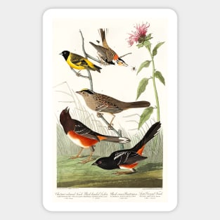 Chestnut-coloured Finch, Black-headed Siskin, Black crown Bunting and Arctic Ground Finch from Birds of America (1827) Sticker